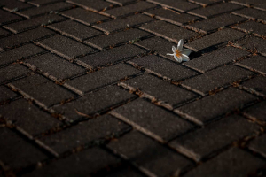 a block paved driveway with small flower on top